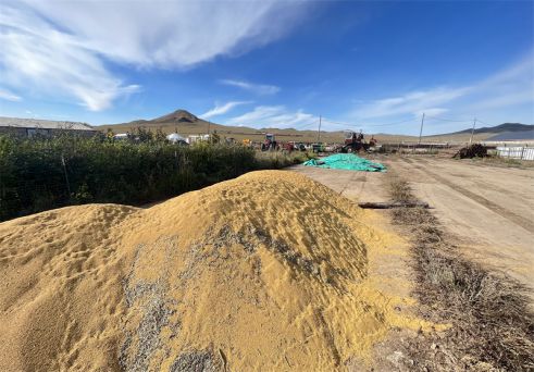 蒙古國(guó)的菜籽